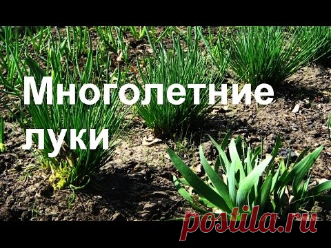 Лук многоярусный: описание, размножение, выращивание