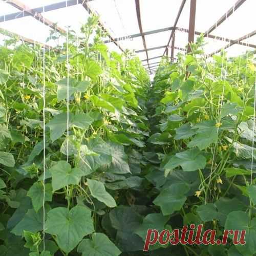 ПРОДЛИТЬ ПЛОДОНОШЕНИЕ ОГУРЦОВ В ТЕПЛИЦЕ