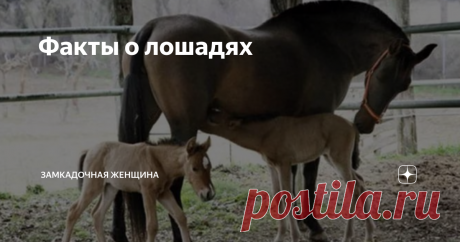 Факты о лошадях Cон лошади
Природой лошади заложено: всегда будь начеку и готовься убежать. Поэтому лошадь умеет дремать стоя: ее суставы способны фиксировать ноги в этом состоянии, не упадет, спит. Однако, для полноценного отдыха они обязательно ложатся и спят глубоким сном. Особо тревожные - хотя бы пол часа, а в норме им хватает пары часов. Лошадь в особых обстоятельствах может не ложиться, но полноценным