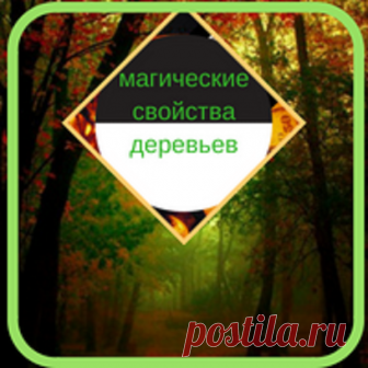 🌿 МАГИЧЕСКИЕ СВОЙСТВА ДЕРЕВЬЕВ