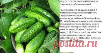 (1) Одноклассники