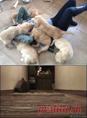 Щенки атакуют!