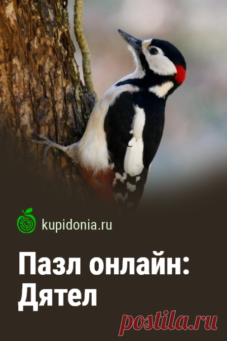 Пазл онлайн: Дятел. Красивый пазл онлайн с дятлом из серии «Птицы». Собирай пазлы с птицами на сайте!