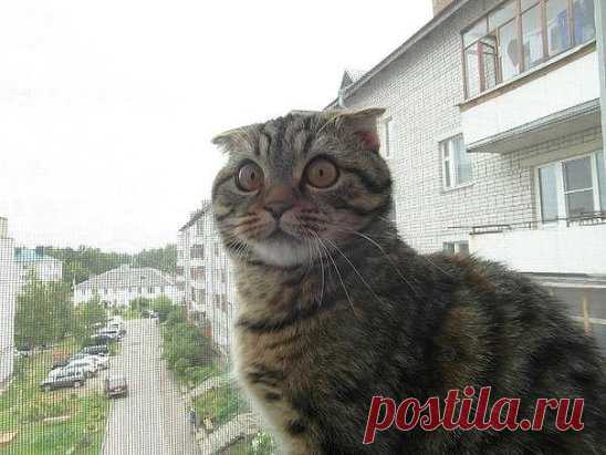 Колбаска со стола? Нет! Я не в курсе!