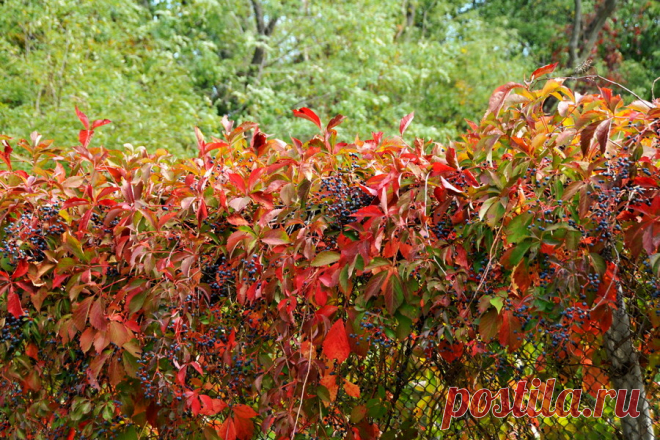 Дівочий виноград у ландшафтному дизайні — 40 ідей з фото Головна перевага дівочого винограду — здатність видиратися на високі стіни, паркани та решітки. За допомогою сортів дівочого винограду можна закрити балкон, терасу або веранду від дощу або задекорувати непривабливі місця.