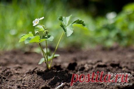 ВЕСЕННЯЯ ПОДКОРМКА ЗЕМЛЯНИКИ (КЛУБНИКИ)