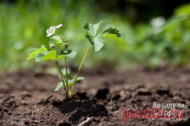 ВЕСЕННЯЯ ПОДКОРМКА ЗЕМЛЯНИКИ (КЛУБНИКИ)