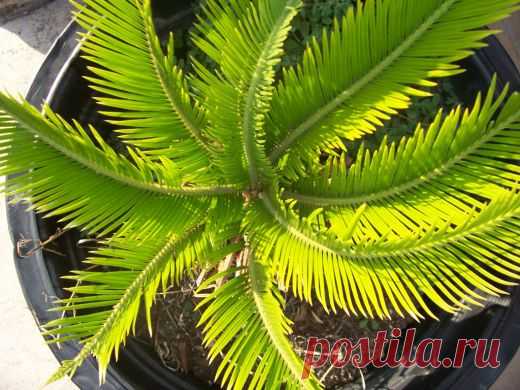 Почему у пальмы сохнут листья?