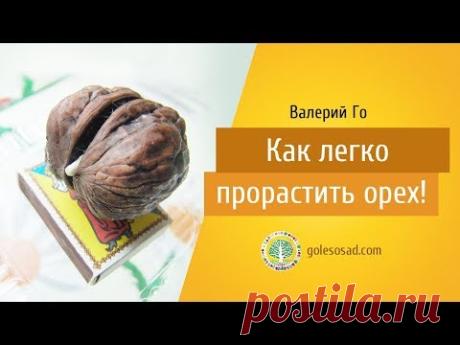 Валерий Го "Как  легко прорастить  орех!"