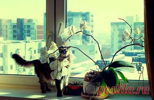 Комнатные растения зимой