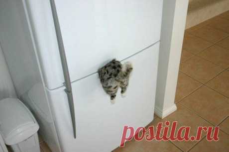 der Magnet für den Kühlschrank - магнит для холодильн / Изучение немецкого языка