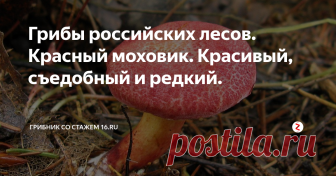 Грибы российских лесов. Красный моховик. Красивый, съедобный и редкий. Моховик красный - наверное, самый красивый моховик и, пожалуй, самый редкий.  Одно это делает его желанным объектом 