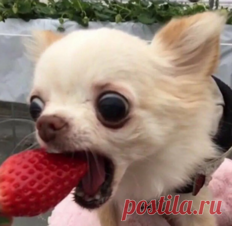 Чихуашечка)