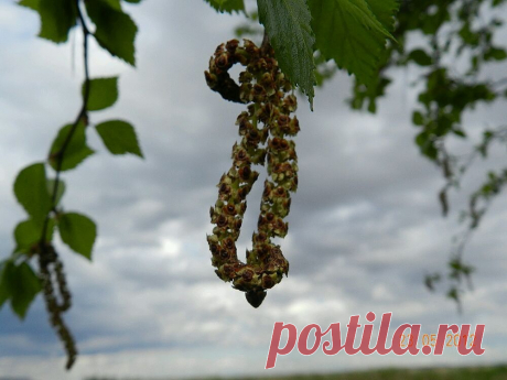 ФОТОМАСТЕРСКАЯ ПРИРОДЫ
Екатерина Венгерских