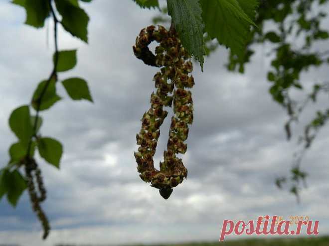 ФОТОМАСТЕРСКАЯ ПРИРОДЫ
Екатерина Венгерских