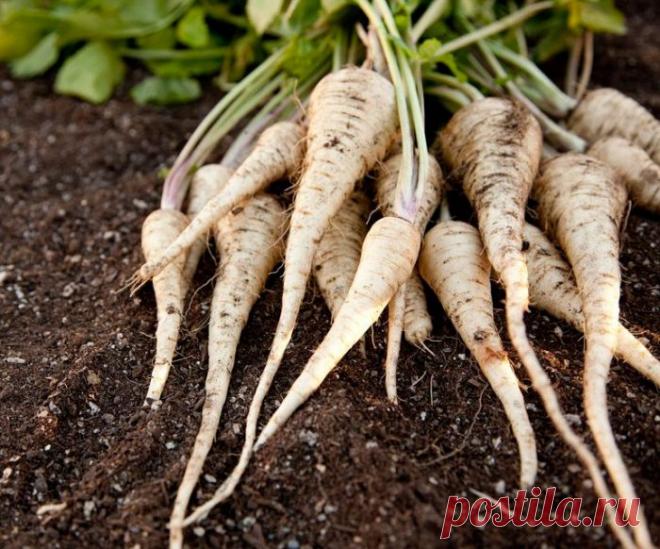 Пастернак: выращивание и уход в открытом грунте, вредители и болезни