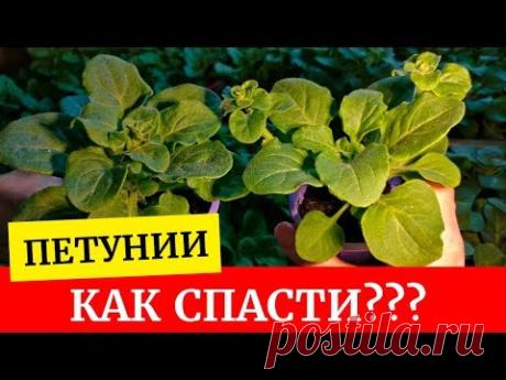 😱Петунии переросли, как замедлить рост. Что делать если до высадки петуний еще месяц?