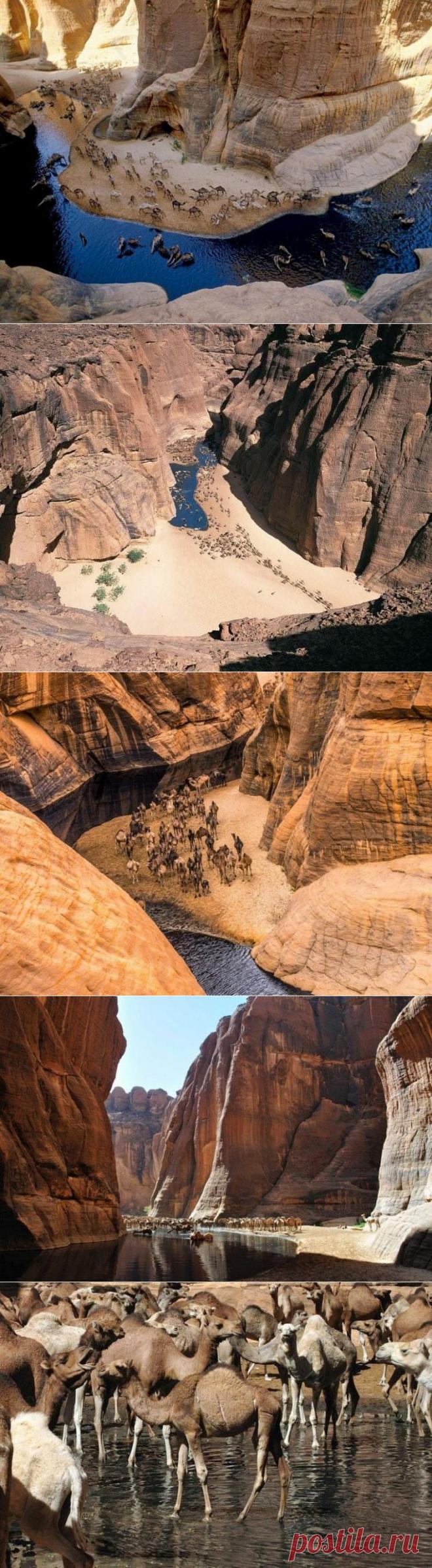 Оазис в центре Сахары — Наука и жизнь