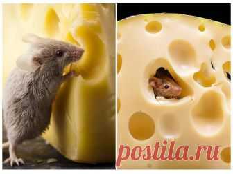 Едят ли мыши сыр