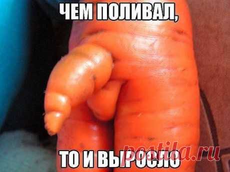 И где наш сосед семена берет?... чем поливает??!))