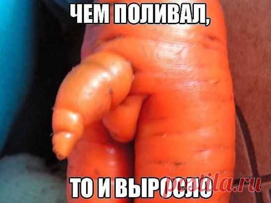 И где наш сосед семена берет?... чем поливает??!))