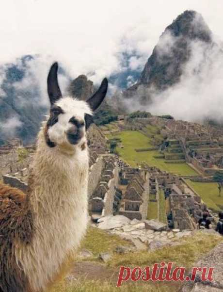Ламы в Мачу-Пикчу
