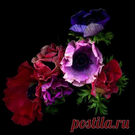 Красота на черном фоне