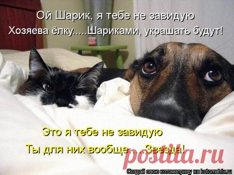 Котоматрица: Лучшие за декабрь 2012