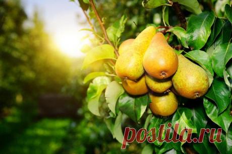 Как я готовлю свои груши к зимовке и собираю отличные урожаи
После окончания плодоношения груша, как и все растения, входит в состояние покоя и готовится к зиме. Однако для садоводов начинается самое ответственное время, поскольку основной уход за грушей приходится именно на осень. Чтобы обеспечить дереву здоровый рост и хорошую урожайность в следующем году, необходимы своевременное внесение...
Читай дальше на сайте. Жми подробнее ➡
