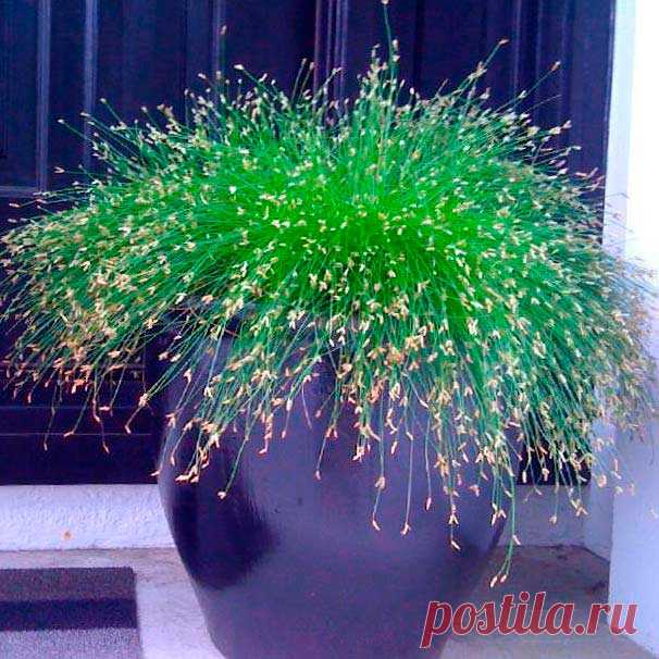 Комнатное растение Камыш (Scirpus). Камыш - обширный род болотных влаголюбивых растений из семейства Осоковые, цветущих, как правило, довольно невзрачно. Однако пучок тонких нитевидных листьев камыша поникающего имеет весьма декоративный вид. Это растение чаще всего выращивается как ампельное. Для того чтобы сохранить вертикальное положение листьев, их нередко заворачивают в бумагу. Таким образом у камыша поникающего формируется оригинальный "стволик".