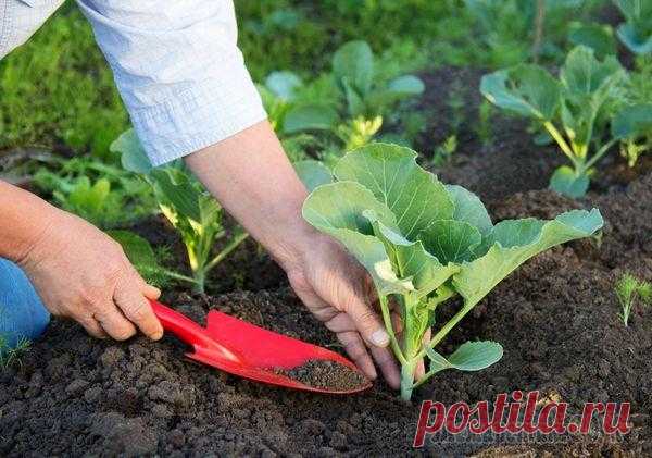 Секреты выращивания рассады капусты для лучшего урожая