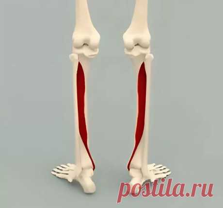 Задняя большеберцовая мышца. Самомассаж