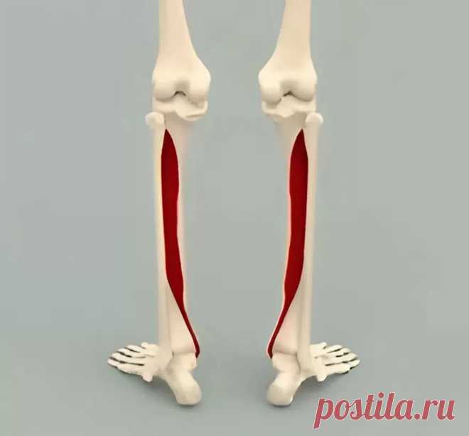 Задняя большеберцовая мышца. Самомассаж