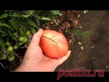 Описание сорта томата БАТЯНЯ
