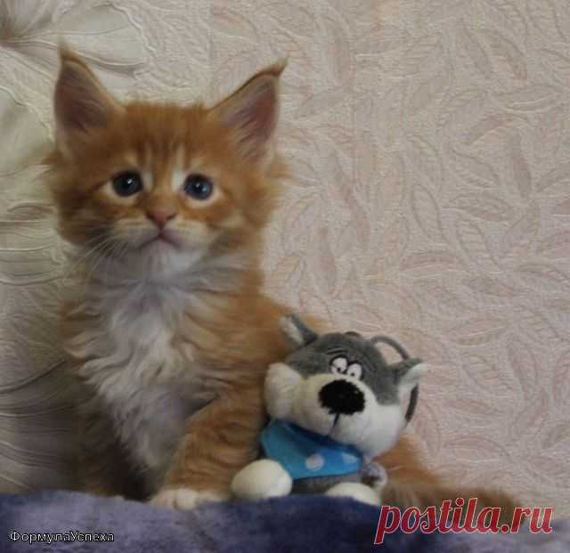 Котик мейн-кун, фортунатас формула Успеха