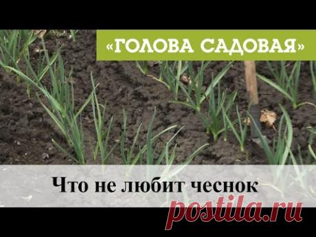 Голова садовая - Что не любит чеснок