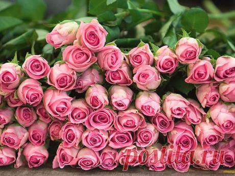 Красивые Цветы  Для Тебя