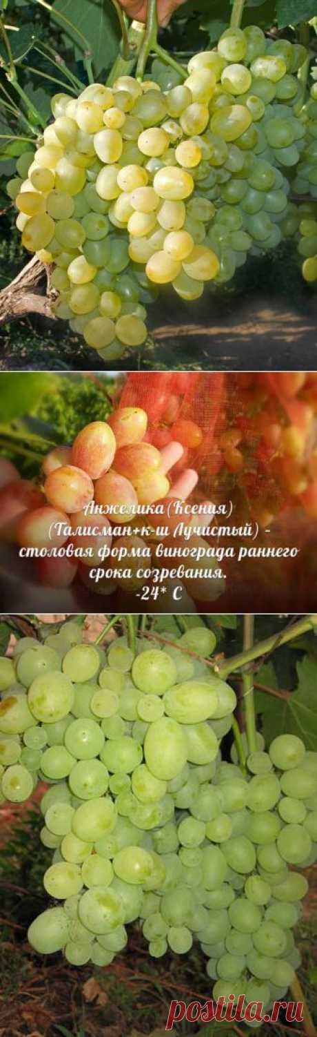 Морозоустойчивые сорта винограда | Дачный участок