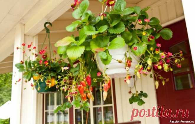 Комнатные растения. Земляника на подоконнике круглый год! Совсем скоро мы начнем украшать наши балконы цветами, но не менее прекрасным украшением станет земляника. Вы ее можете посадить в подвесные корзины, кашпо или создать вертикальную грядку прямо на балконе. К тому же с окончанием сезона вы сможете перенести ее домой и всю зиму наслаждаться...