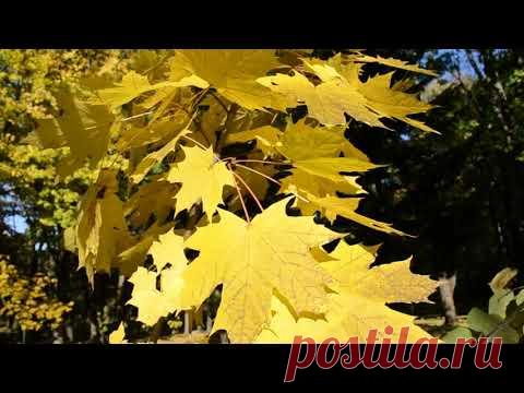 Футаж.  Осень в городском парке - YouTube