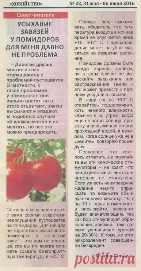Усыхание завязей у помидоров