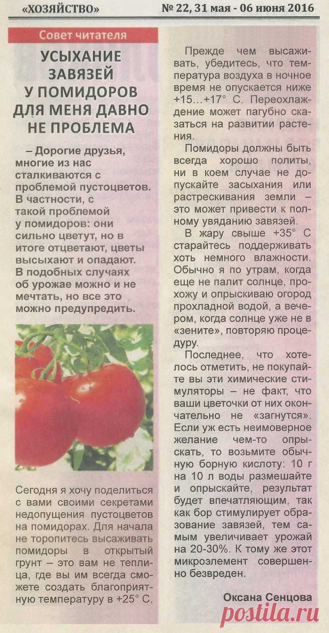 Усыхание завязей у помидоров