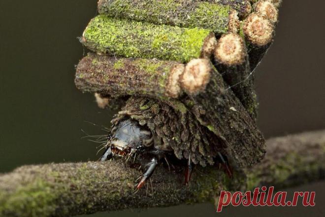 Что за существо строит себе такие домики? | Планетяне | Дзен