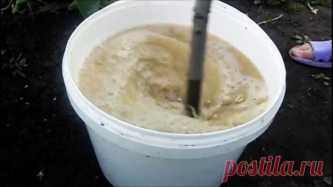 Как бороться с колорадским жуком органическими средствами