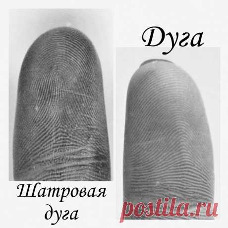 Папиллярные узоры на пальцах | Виктория Кутукова | Яндекс Дзен