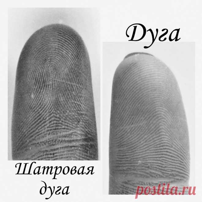 Папиллярные узоры на пальцах | Виктория Кутукова | Яндекс Дзен