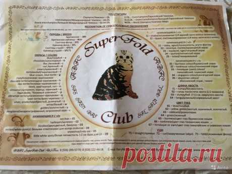 Шотландская Кошка - купить, продать или отдать в Москве на Avito — Объявления на сайте Avito