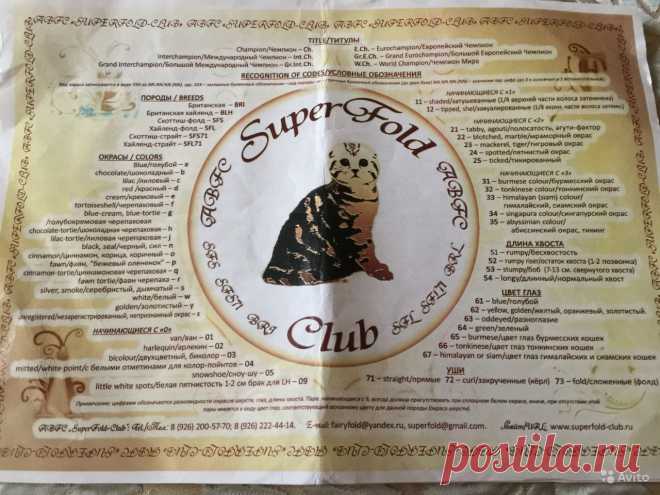 Шотландская Кошка - купить, продать или отдать в Москве на Avito — Объявления на сайте Avito