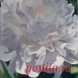 Пион древовидный Xue Ta - купить саженцы из питомника, цена в Нижнем Новгороде