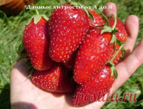 5 СОВЕТОВ КАК ПОЛУЧИТЬ ХОРОШИЙ УРОЖАЙ КЛУБНИКИ